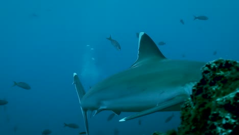 el tiburón de arrecife de punta blanca se vuelve rápidamente para esconderse nadando entre peces y buzos