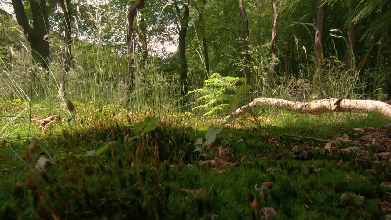 숲의 잔디를 통해 앞으로 움직이는 근접 촬영 샷