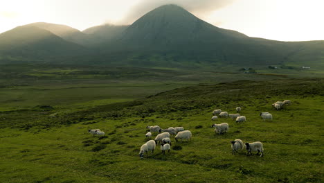 sheep grazing in a mountainous valley