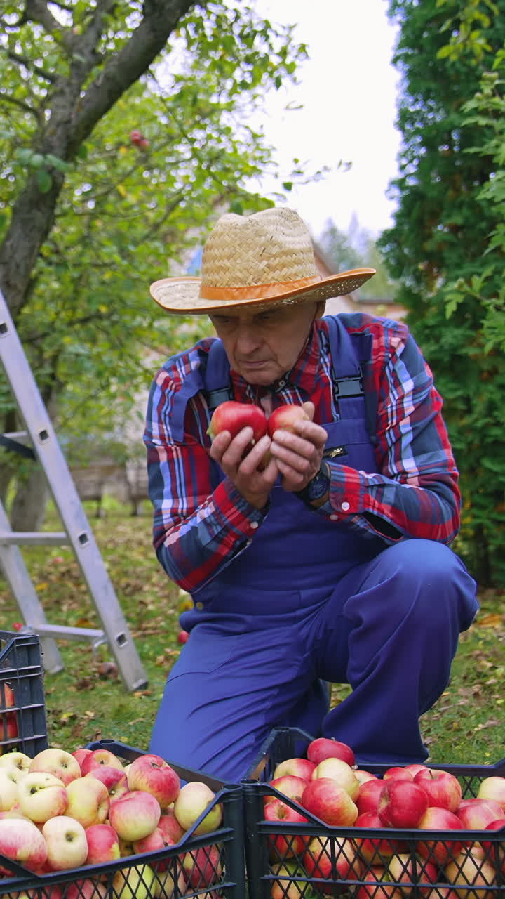 Farmer in hat picking up apples into basket. Organic fresh summer fruits in buskets. Vertical video