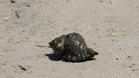 el cangrejo ermitaño emerge y atraviesa la playa de arena.