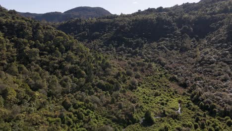 Dense-jungle-overgrowing-a-whole-valley-on-New-Zealand's-north-Island-in-afternoon-sunshine