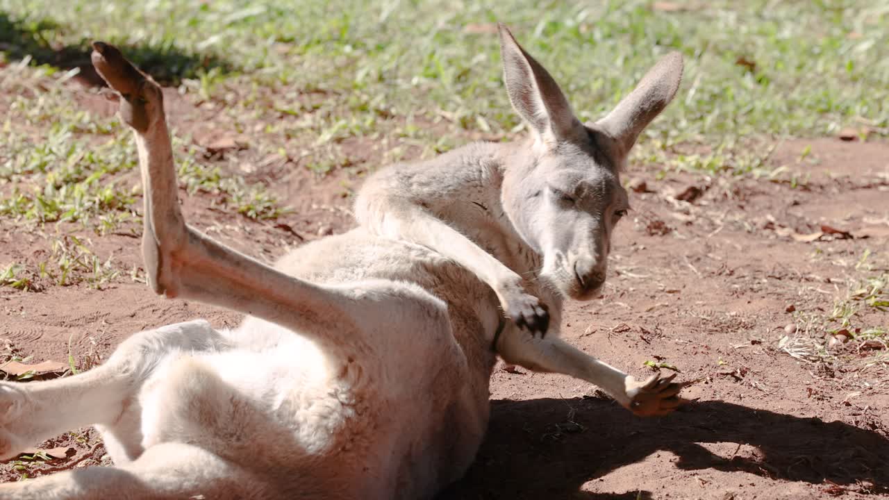 Kangaroo lying down, then eating grass