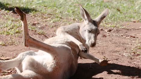 kangaroo lying down, then eating grass