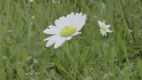 A-close-up-white-daisy-flower-is-blown-by-the-wind-gently-in-nature-with-green-background
