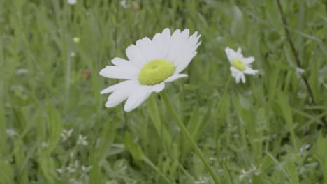 a close-up white daisy flower is blown by the wind gently in nature with green background