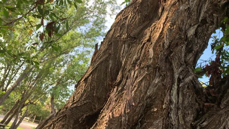 a brown lizard blending into the rough trunk of the tree