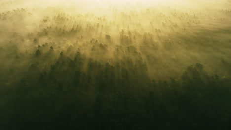 misty forest sunrise