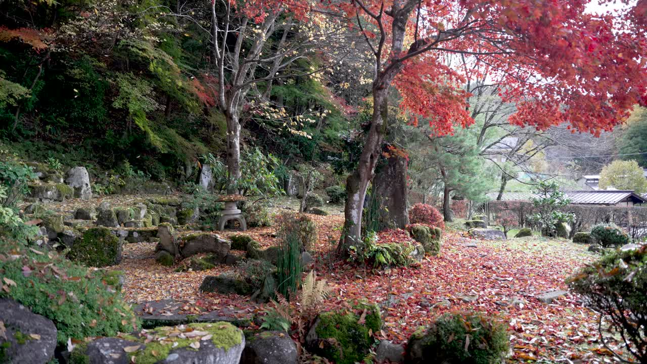 Man walking in a colorful autumn scenery in a traditional Japanese garden