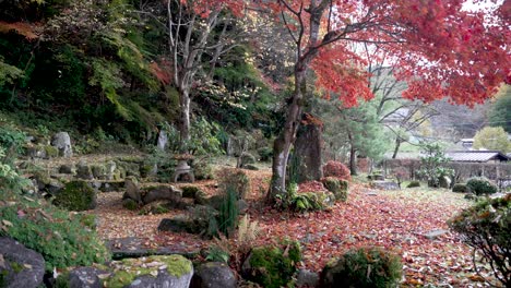 man walking in a colorful autumn scenery in a traditional japanese garden