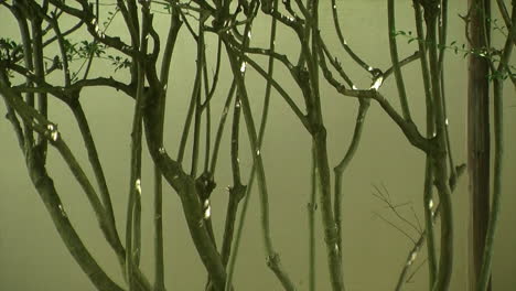 The-bare-trunks-of-shrubs-growing-in-front-of-a-stucco-wall