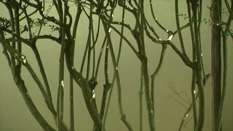 The bare trunks of shrubs growing in front of a stucco wall