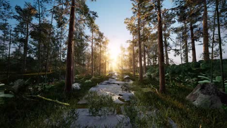 with trees the grass and along paths, sunrise morning