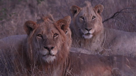 frontal view of two lions in the savanna grass looking straight at us