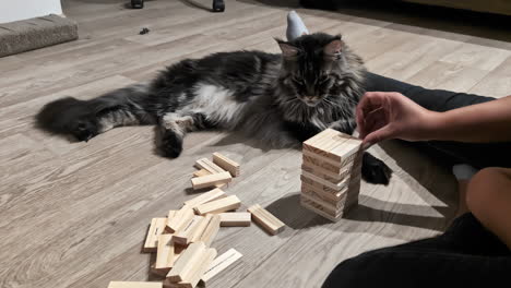 maine coon cat watching a person making jenga blocks tower