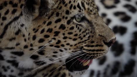 Nahaufnahme-Eines-Afrikanischen-Leoparden-In-Zeitlupe,-Der-In-Der-Ferne-Seine-Beute-Anstarrt