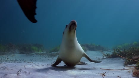 Leones-Marinos-Australianos-Neophoca-Cinerea-Isla-Hopkins-Port-Lincoln-Sur-De-Australia-4k