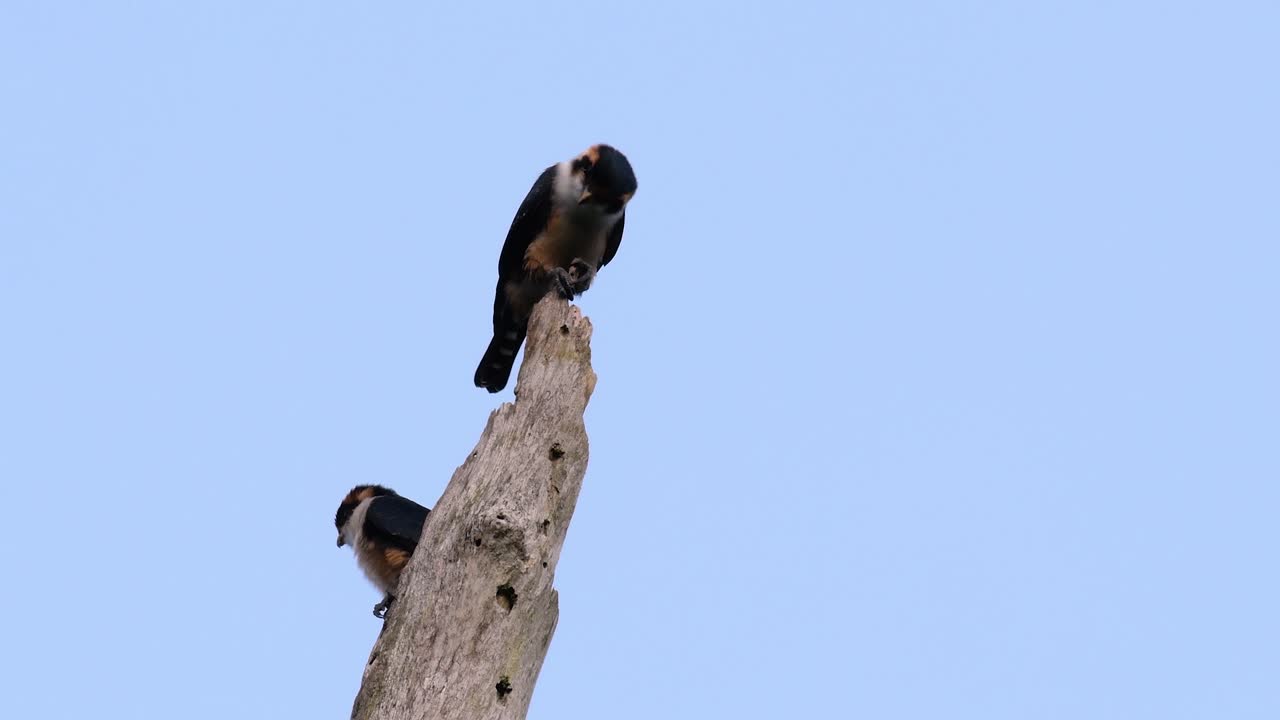 el falconet de muslo negro es una de las aves rapaces más pequeñas que se encuentran en los bosques de algunos países de asia