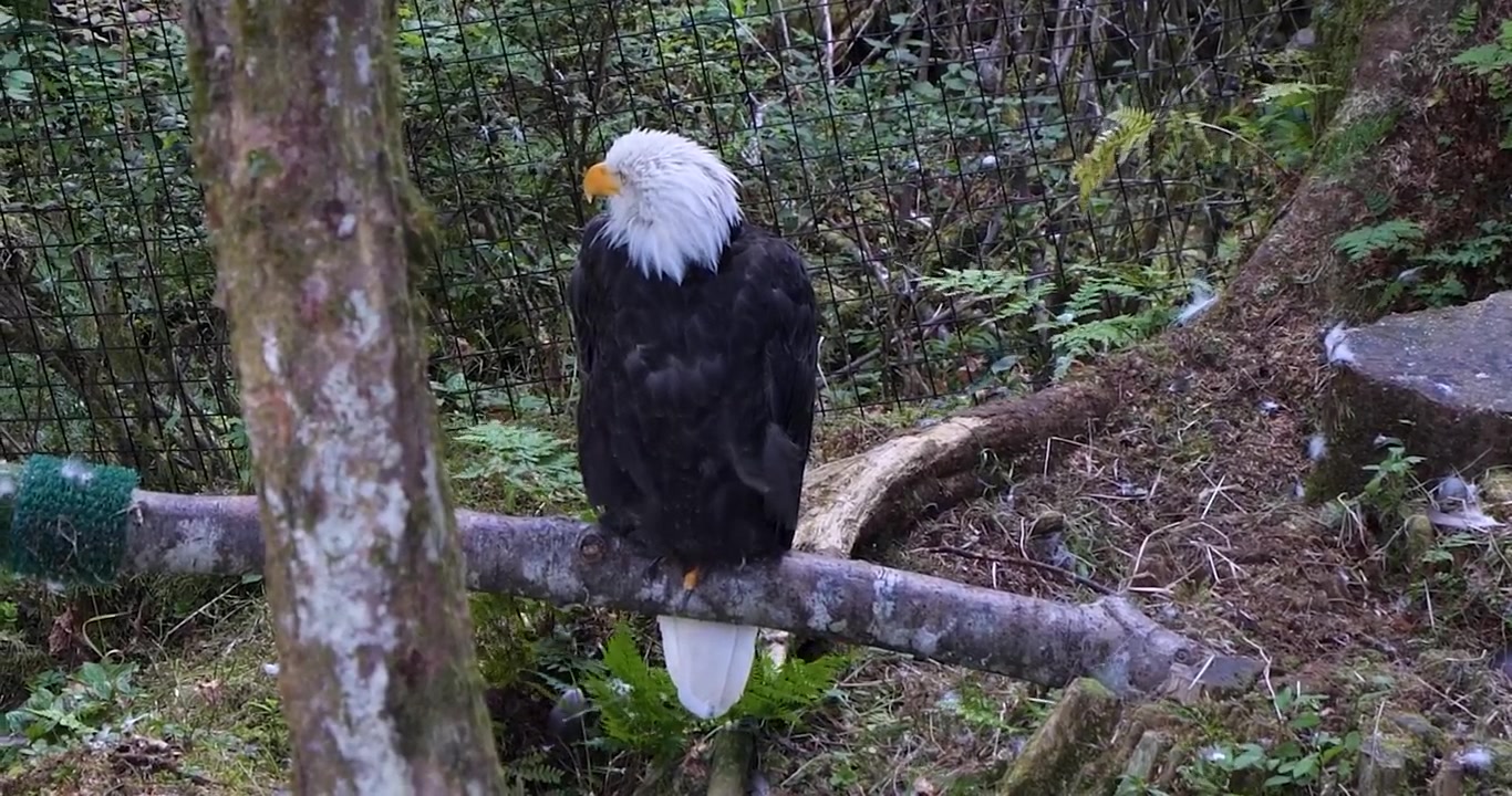 Bald eagle sitting on a tree trunk Sitka, Alaska.