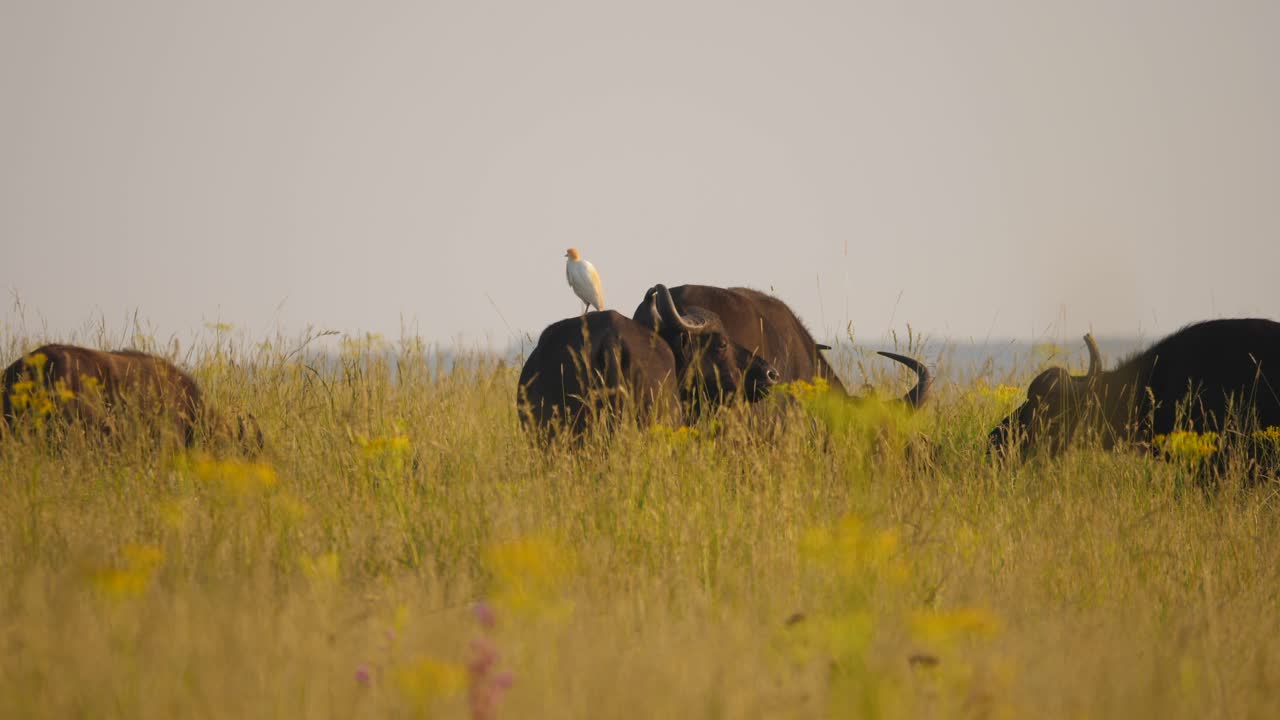Cattle Egret sitting on back of Cape Buffalo, five Buffalo graze in long dry grass, medium shot