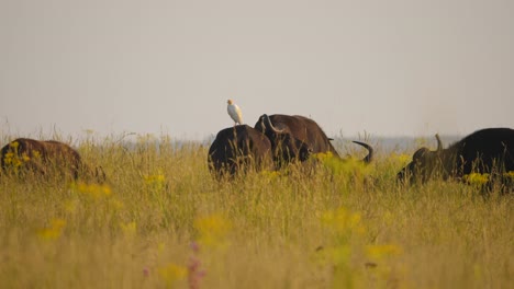 Cattle-Egret-sitting-on-back-of-Cape-Buffalo,-five-Buffalo-graze-in-long-dry-grass,-medium-shot