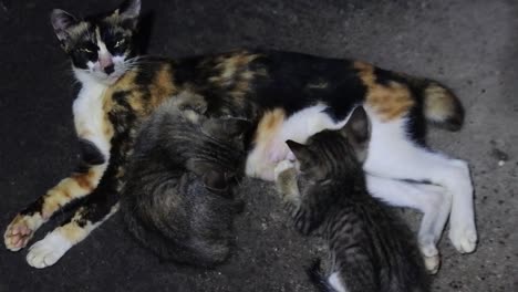 Cat-and-her-kittens.-animal-affection-behavior