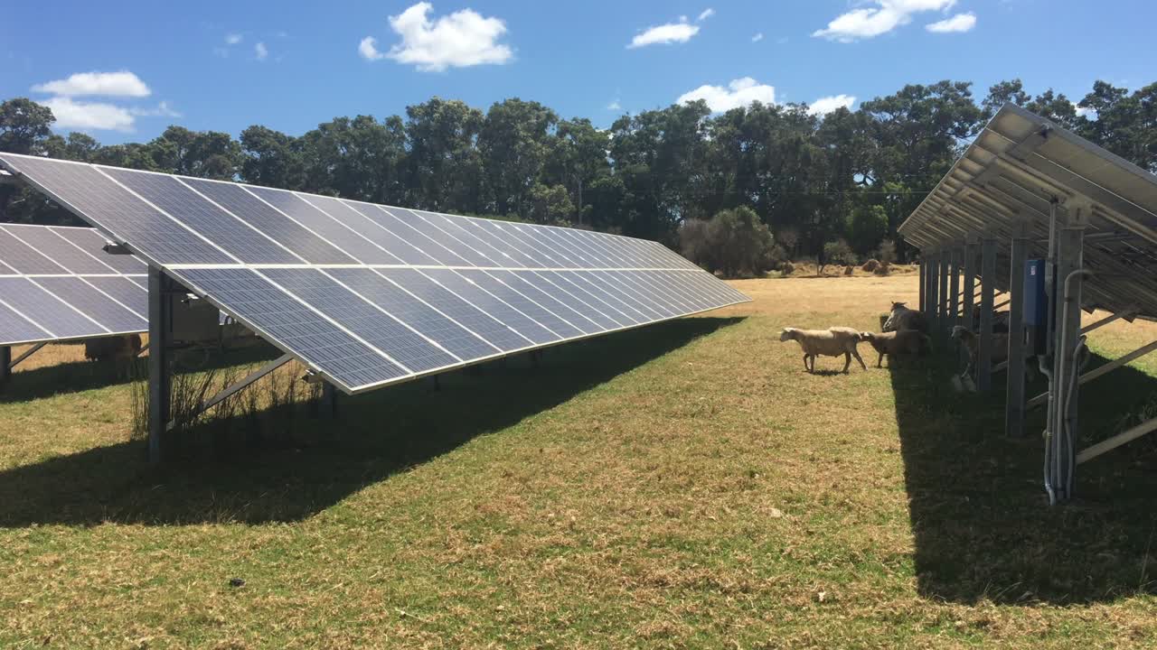 paneles solares en una granja de ovejas