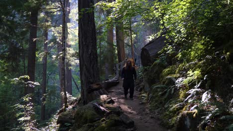 routard randonnées sur le sentier dans la forêt tropicale du nord-ouest du pacifique