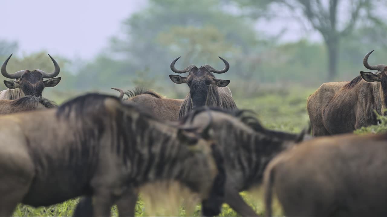 Slow Motion Wildebeest Migration in Serengeti in Tanzania, Large Group of Lots of Wildebeest Migrating on Great Migration in Africa in Serengeti National Park on African Wildlife Animals Safari