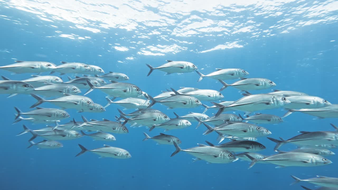 un enorme grupo de trevally de ojos grandes nada lentamente a través del agua clara debajo de la superficie