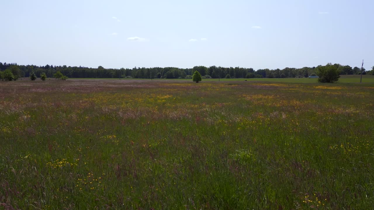 espectacular vista aérea de arriba vuelo flores silvestres en flor campo de verano en el pueblo de chlum, república checa 2023