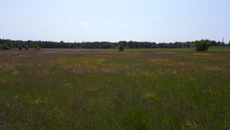 spektakulärer flug von oben blühende wildblumen sommerfeld im dorf chlum, tschechische republik 2023