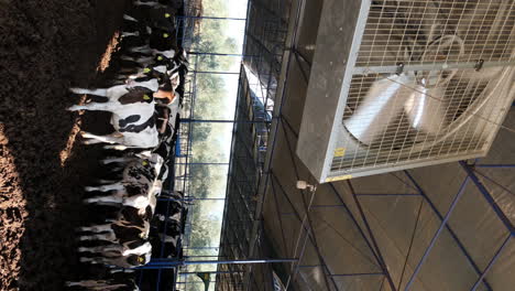 healthy cows, quality milk: inside a modern dairy farm