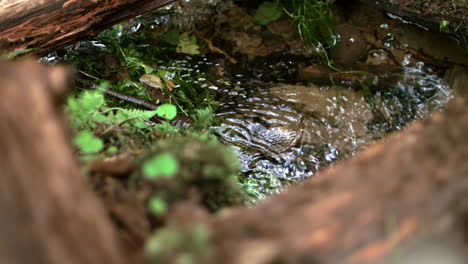 Fast-forest-stream-flowing-under-fallen-trees-amid-thick-forest-thickets