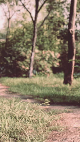 peaceful park bench and pathway