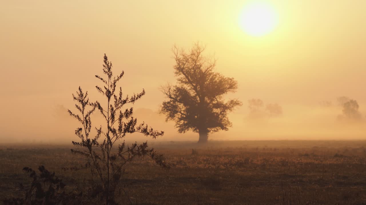 Aamusumua avoimen pellon yllä auringonnousun aikaan