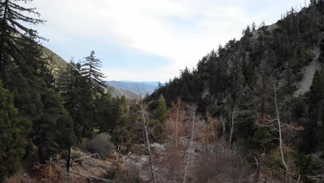 Aerial-drone-shot-through-forest-trees-and-canyons-in-the-San-Gabriel-mountains-of-southern-California