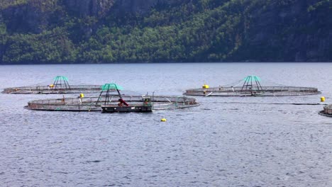 farm salmon fishing