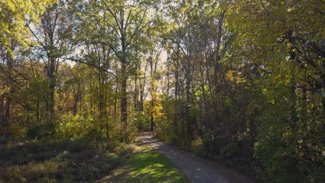 forest woods pathway in the autumn season