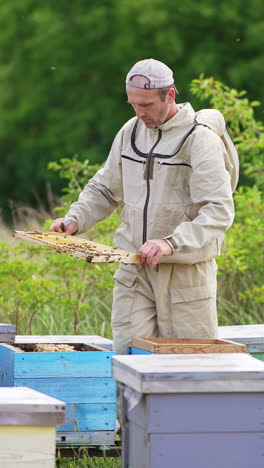 adult male beekeeper busy at his bee farm. man looks through the frame carefully and puts it into hive. nature blurred backdrop. vertical video