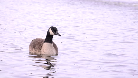 ganso de ganada nadando en un lago congelado