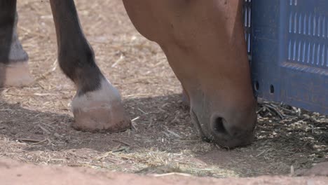 primer plano del hocico de un caballo marrón comiendo paja en el suelo