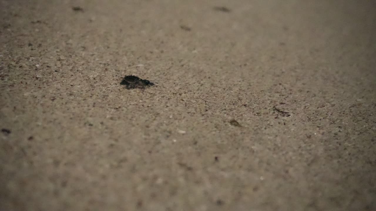 놀라운 바다거북, 호크스빌 동물, 멋진 야생동물, 아기 거북이, 바다의 물결, 검은 데기, 바다를 향해 기어, 밤의 어, 시골 마을, 시골, 이란, 관광, 풍경, 해양 모험, 섬.