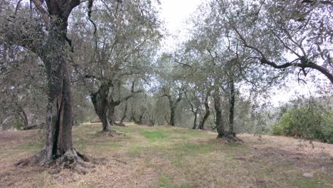 beautiful italian olive tree forest in prelà castello in liguria on a sunny summerday-1