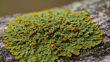 close-up view of a vibrant green and yellow lichen growth on a tree limb, showcasing nature's intricate patterns and textures in an outdoor environment