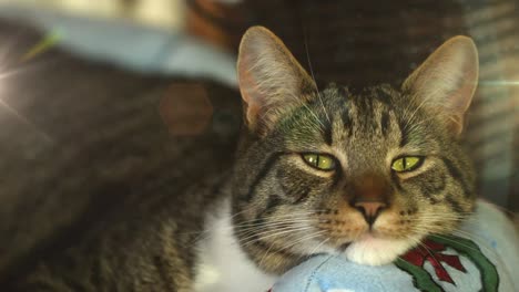 spot of light against close up of a cat sitting on the couch at home