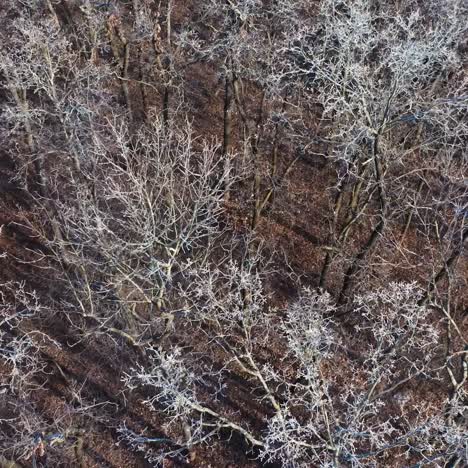 leafless forest. nature with naked trees in the wood. view from above on brown trees. aerial view. motion camera back.