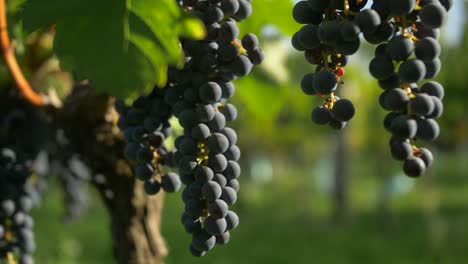 las uvas azules cuelgan de la vid