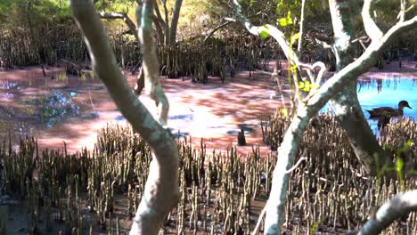 Graue,-Blaugrüne,-Gefleckte-Ente,-Die-In-Den-Mangroven-Feuchtgebieten-Mit-Blaualgenblüte-Schwimmt-Und-Entlang-Der-Milchig-rosa-Wasserstraße-Mit-Hohem-Salzgehalt-Nach-Wirbellosen-Sucht,-Natürliche-Landschaft