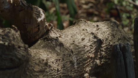 Hormigas-En-El-Jardín-En-Un-árbol,-Tarde-Soleada-4k